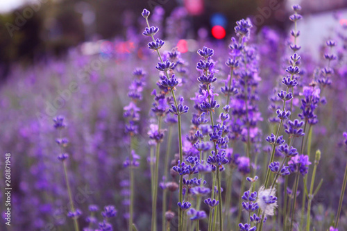 Flowers, lavender. Цветы, лаванда