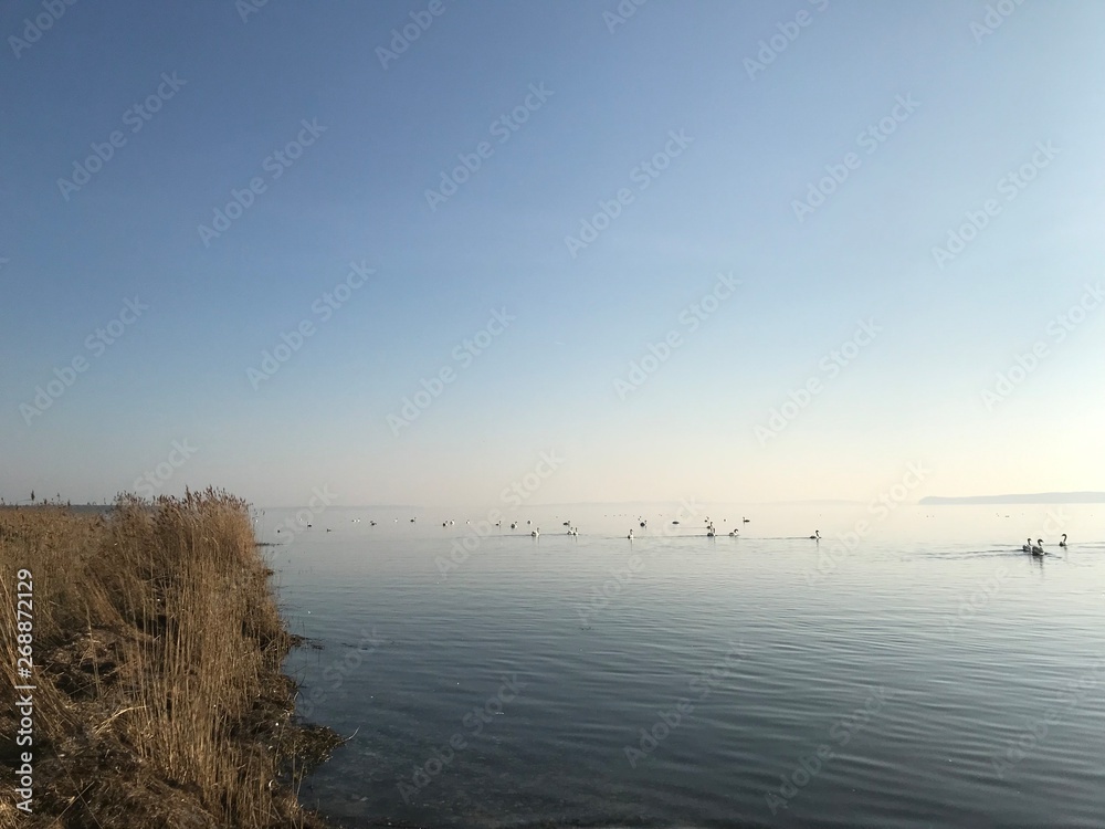 birds on the lake with sunbeam