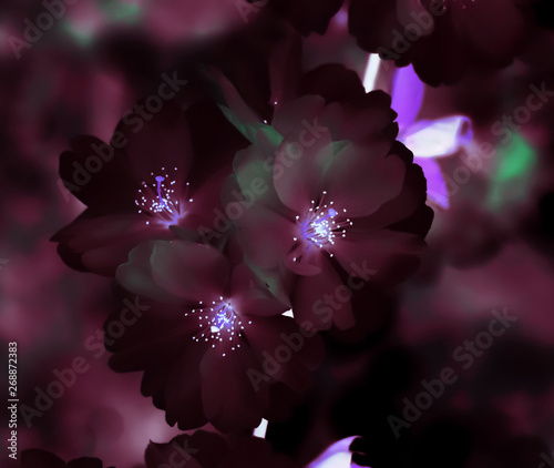 Extreme close-up of glowing sour cherry tree flowers with pop surreal colours