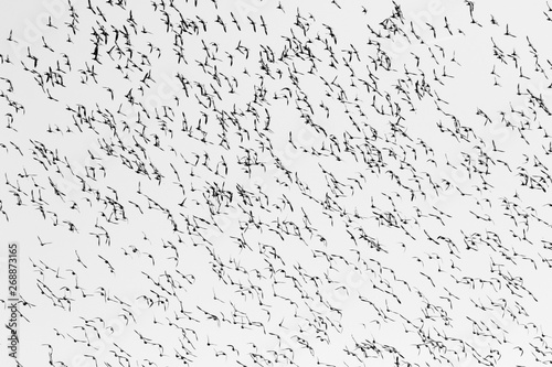 Black and white image of flight of  wigeon ducks photo