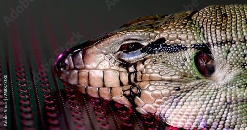 Close up of a black and white tegu lizard waking up from sleeping on a metal sheet with patterns on it and red, purple and green lights illuminating it's face. 4k photo