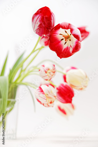 Fototapeta Naklejka Na Ścianę i Meble -  Two-color red and white tulips in a glass vase with water