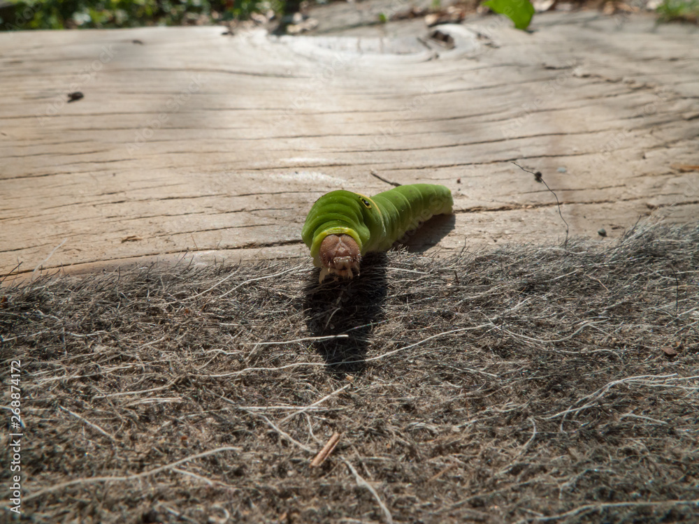 Picture of a caterpillar, green body brown head. Yellow stripe on the