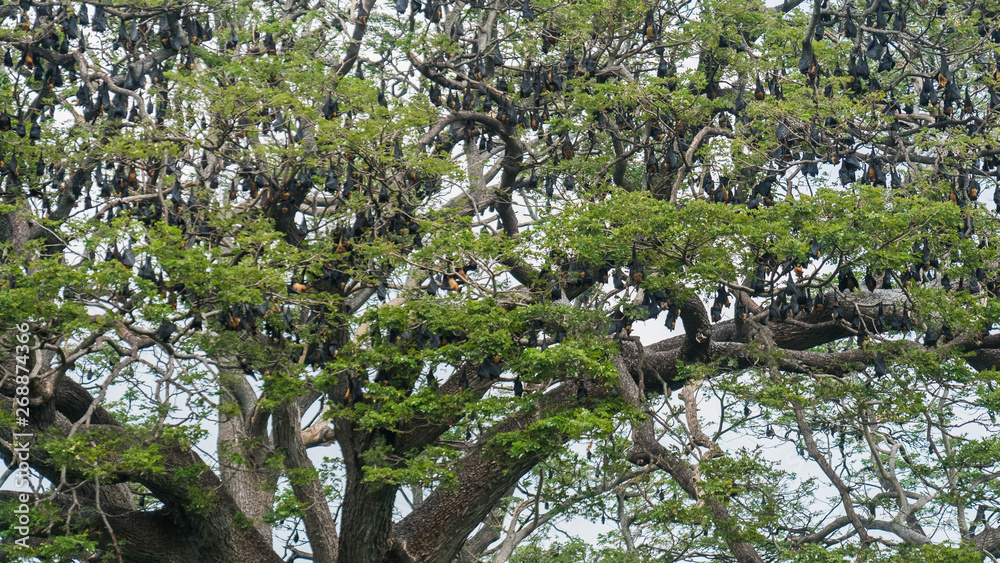 Fototapeta premium A tree full of fruit bats hanging upside down in Sri Lanka