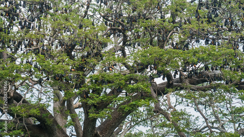 A tree full of fruit bats hanging upside down in Sri Lanka