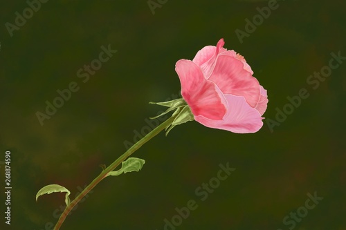 Digital painting the pink rose bud on green background