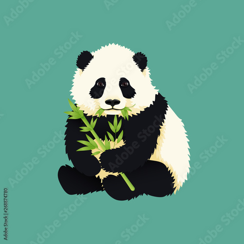 Baby giant panda holding and chewing green bamboo branches and leaves. Black and white chinese bear cub. Rare, vulnerable species.