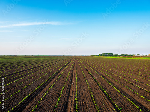 Green ripening soybean field  agricultural landscape