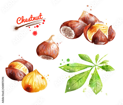 Watercolor illustration of chestnut