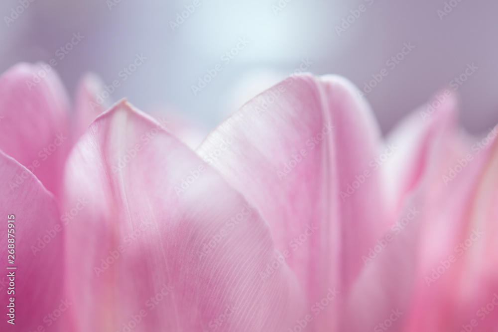 Details of pink tulips Details of pink tulips