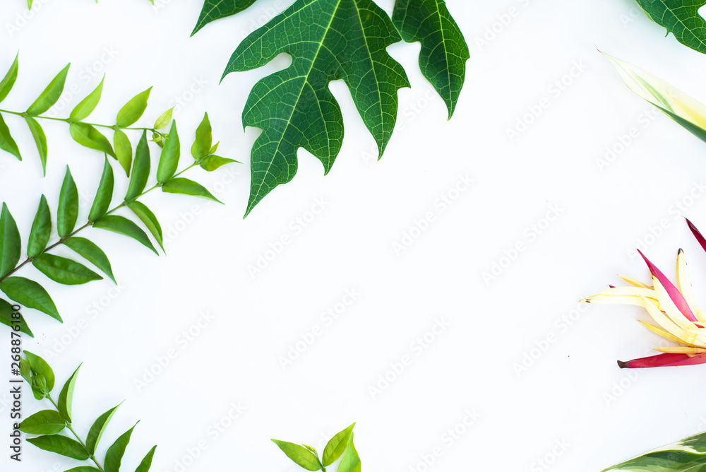 Green leaf texture. Leaf texture background top view Green leaf texture. Leaf texture background top view