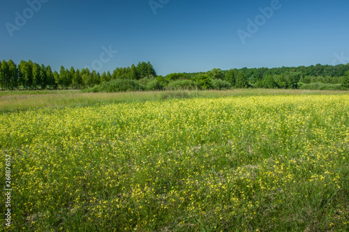 Yellow flowers on the field, forest and blue sky