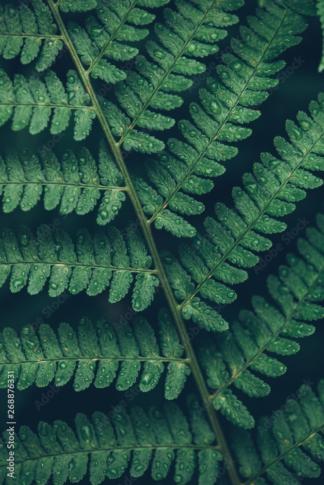Fototapeta premium rain drops on green lush fern leaves - trendy style image filter
