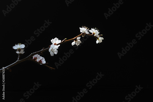 Apricot blossoms against black surface photo