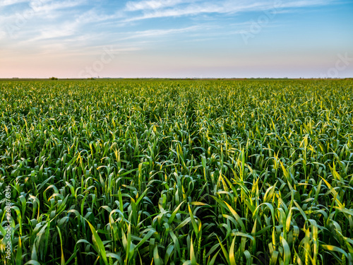 Green wheat field, agricultural landscape.