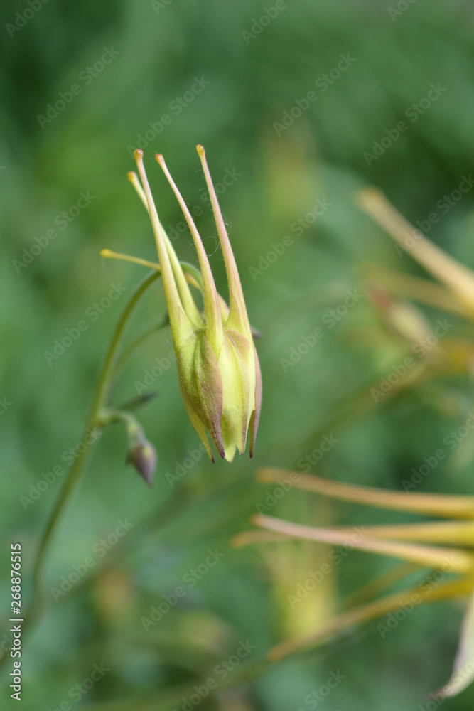 Golden columbine