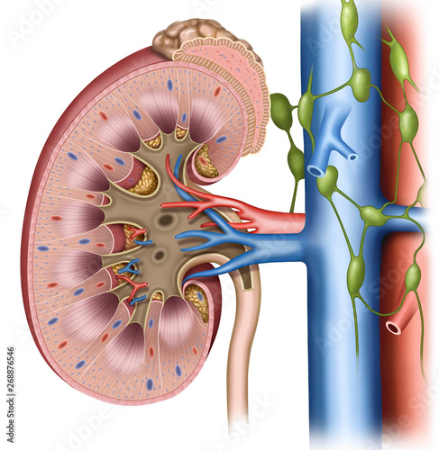 Ilustración anatómica y descriptiva de la situación del riñón y sus partes. photo