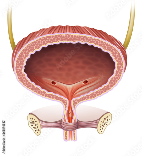 Anatomía y fisiología de la vejiga femenina  photo