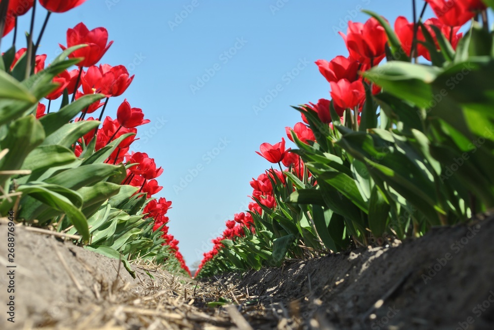Fototapeta premium Czerwone tulipany na tle błękitnego nieba