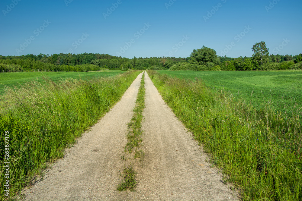Dirt road through green cereals in a field, forest and blue sky Dirt road through green cereals in a field, forest and blue sky