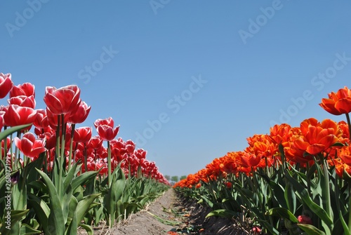 Pole tulipanów na tle nieba