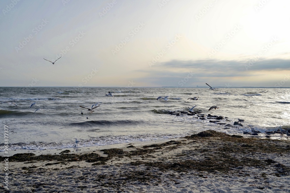 Panoramalandschaft der Ostsee mit Möwen Panoramalandschaft der Ostsee mit Möwen