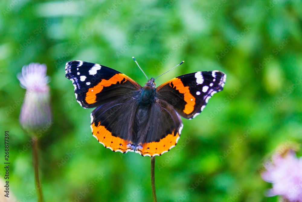 vanessa atalanta butterfly on a crsium plant closeup vanessa atalanta butterfly on a crsium plant closeup