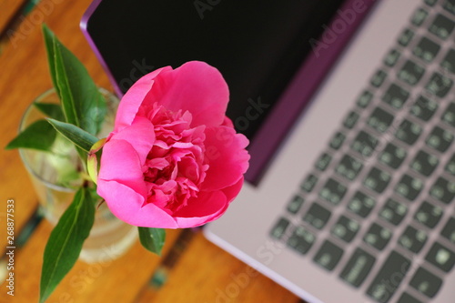  Fresh peony in May. Purple computer on a wooden table. White cup of herbal tea and a working laptop. Remote work for women. © Sagittarius_13