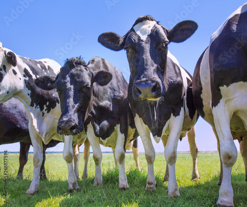 Low angle shot of cows in a green field against a blue sky.