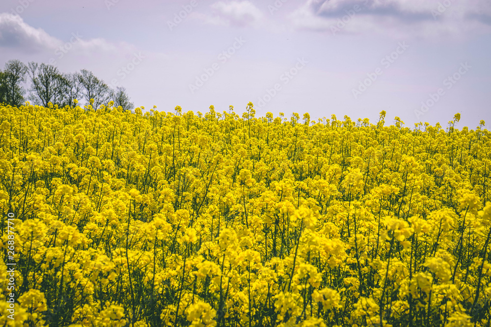 yellow field of oilseed rape