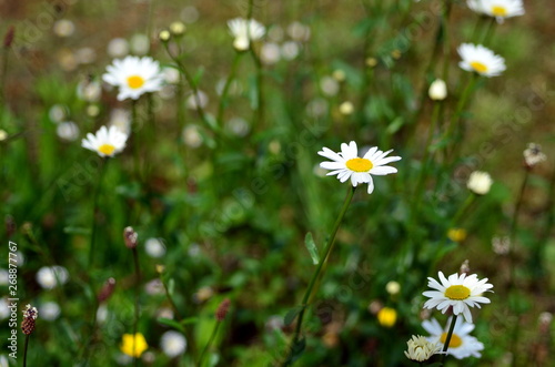 Frühlingswiese