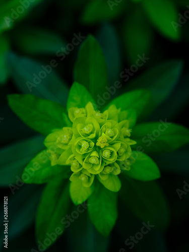 Spurge photo