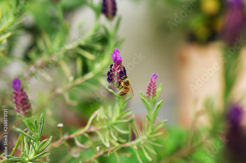Nahaufnahme einer Honigbiene beim Bestäuben von Lavendel