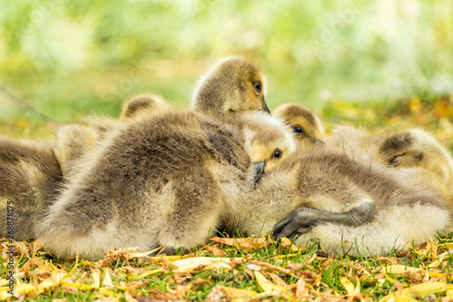 a flock of cute brown goslings cuddling together and taking a nap on green grass field . © Yi