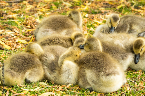 a flock of cute brown goslings cuddling together and taking a nap on green grass field .