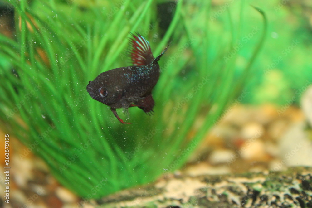 fish fish