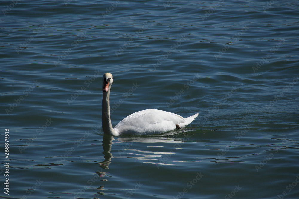 Obraz premium Bodensee