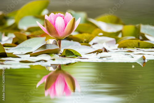 close up of single pink water lily blooming in the pond with reflection on the water surface