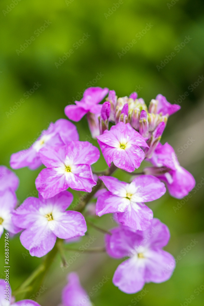 close up of beautiful pink wild flowers with creamy green background