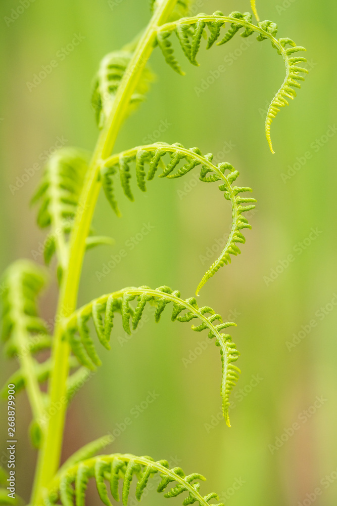 close up of fern leaves in detail with blurry green background close up of fern leaves in detail with blurry green background