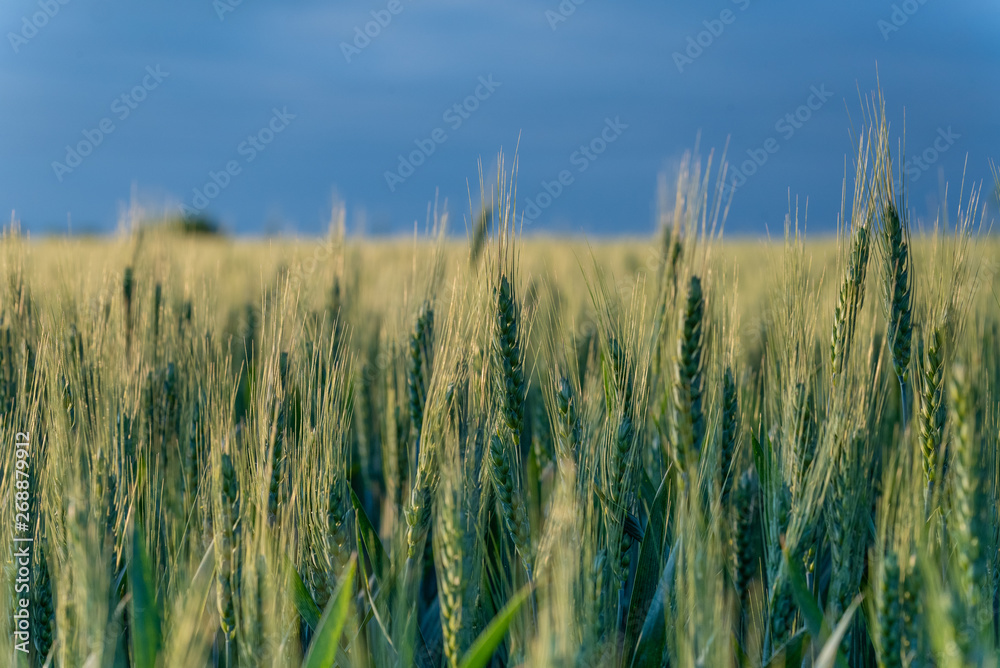 Large areas of young wheat field Large areas of young wheat field