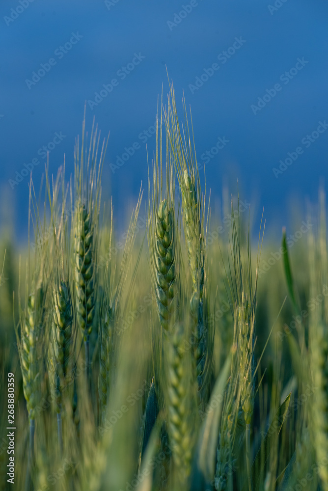 Large areas of young wheat field Large areas of young wheat field