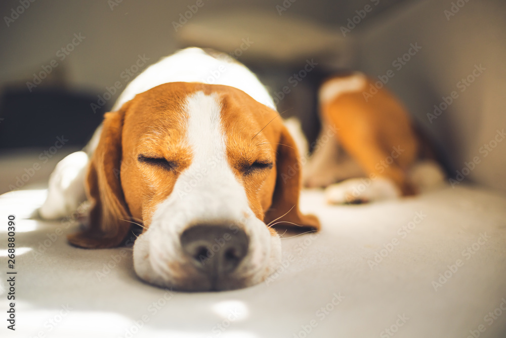 Small hound Beagle dog sleeping at home on the couch