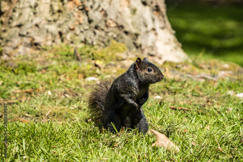 Fototapeta premium cute black squirrel standing on green grass field under the sun inside park in front of a tree trunk.
