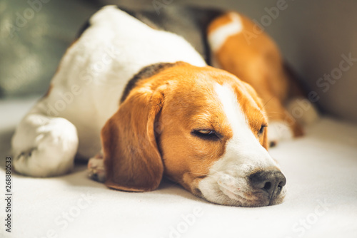 Small hound Beagle dog sleeping at home on the couch