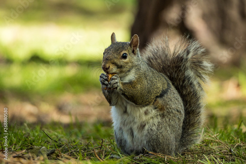 cute grey squirrel eating a nut while sitting on green grass field inside park under the shade © Yi