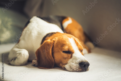 Small hound Beagle dog sleeping at home on the couch