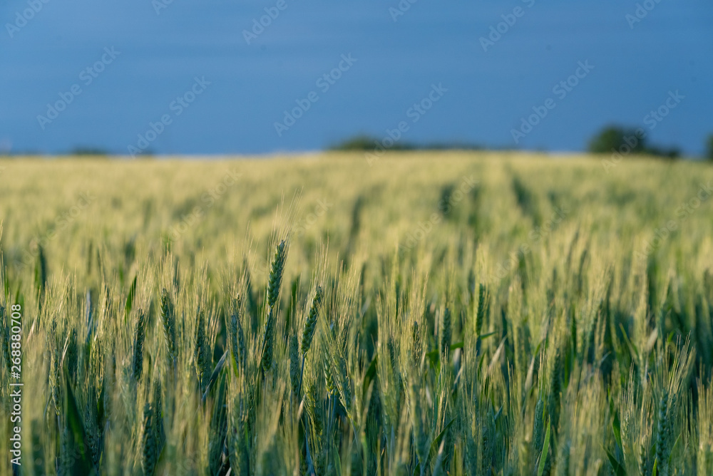 Large areas of young wheat field Large areas of young wheat field