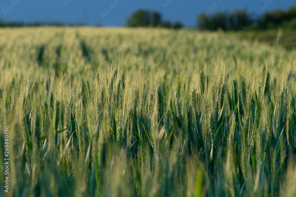 Large areas of young wheat field Large areas of young wheat field
