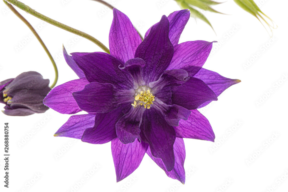 Violet flower of aquilegia, blossom of catchment closeup, isolated on white background